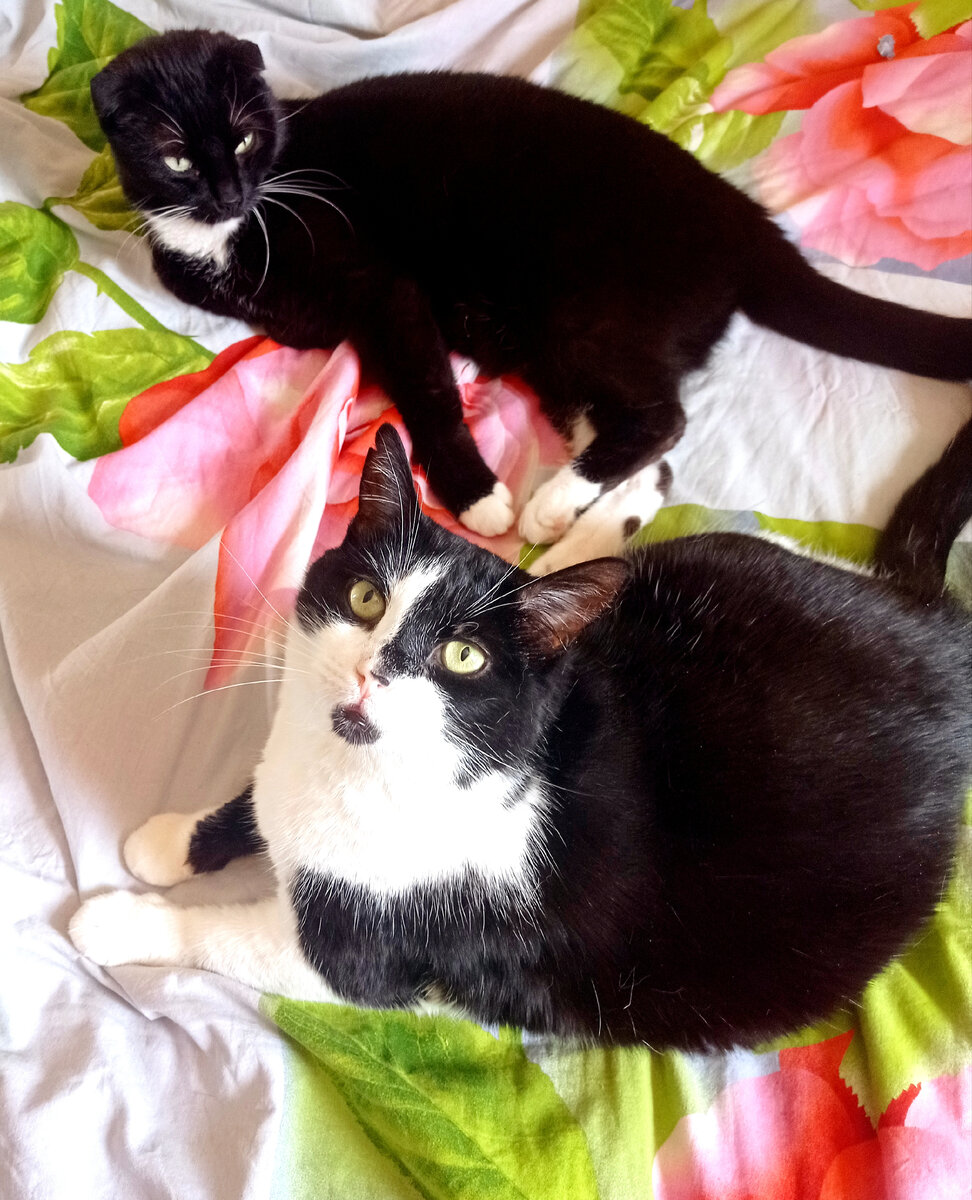 - Сурен, Геральт, можно я застелю постель? - Неть. 