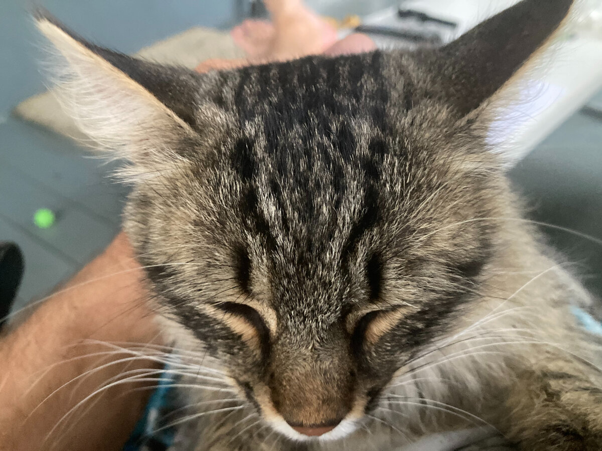 Кот Портос