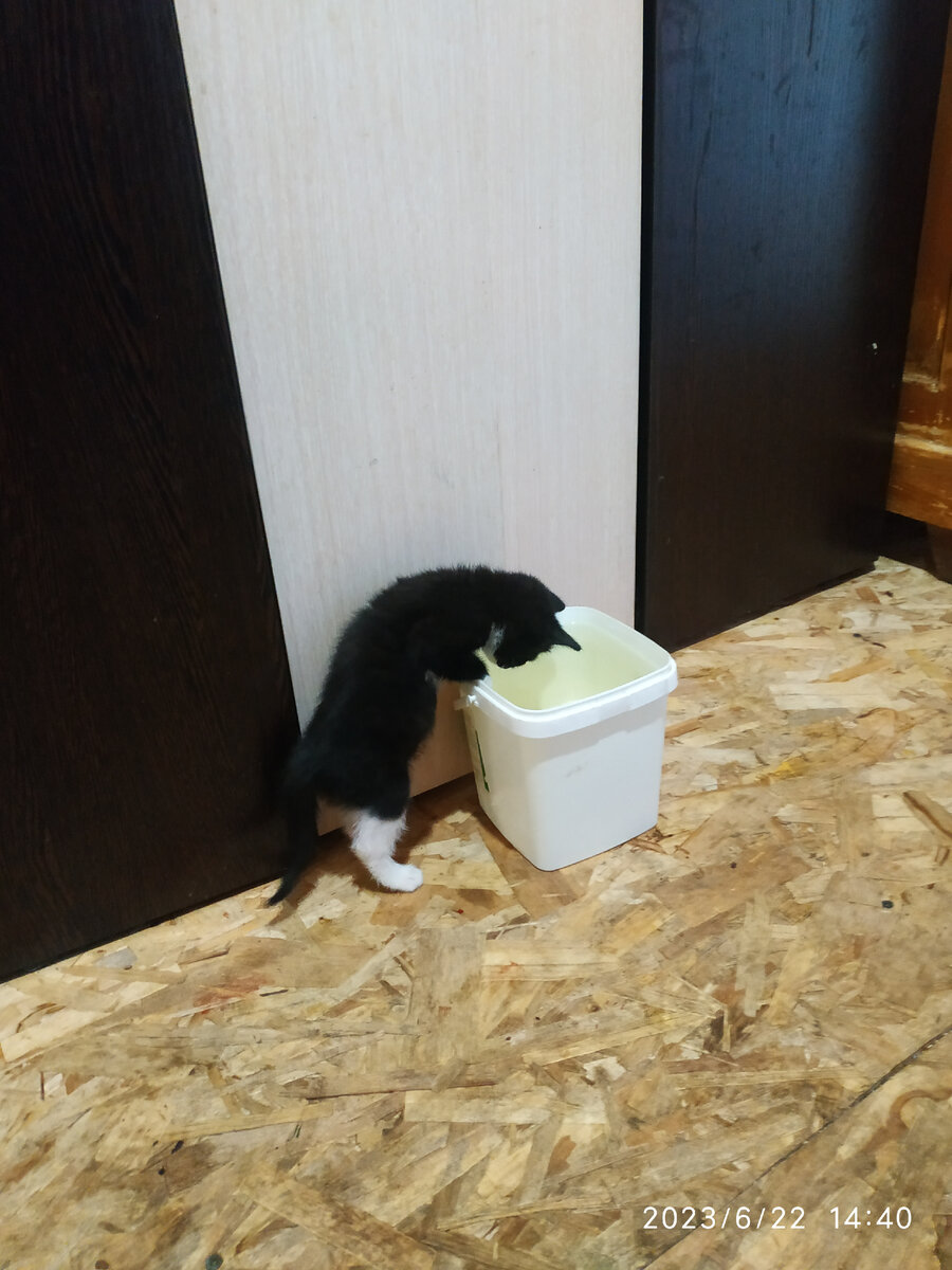 котёнок