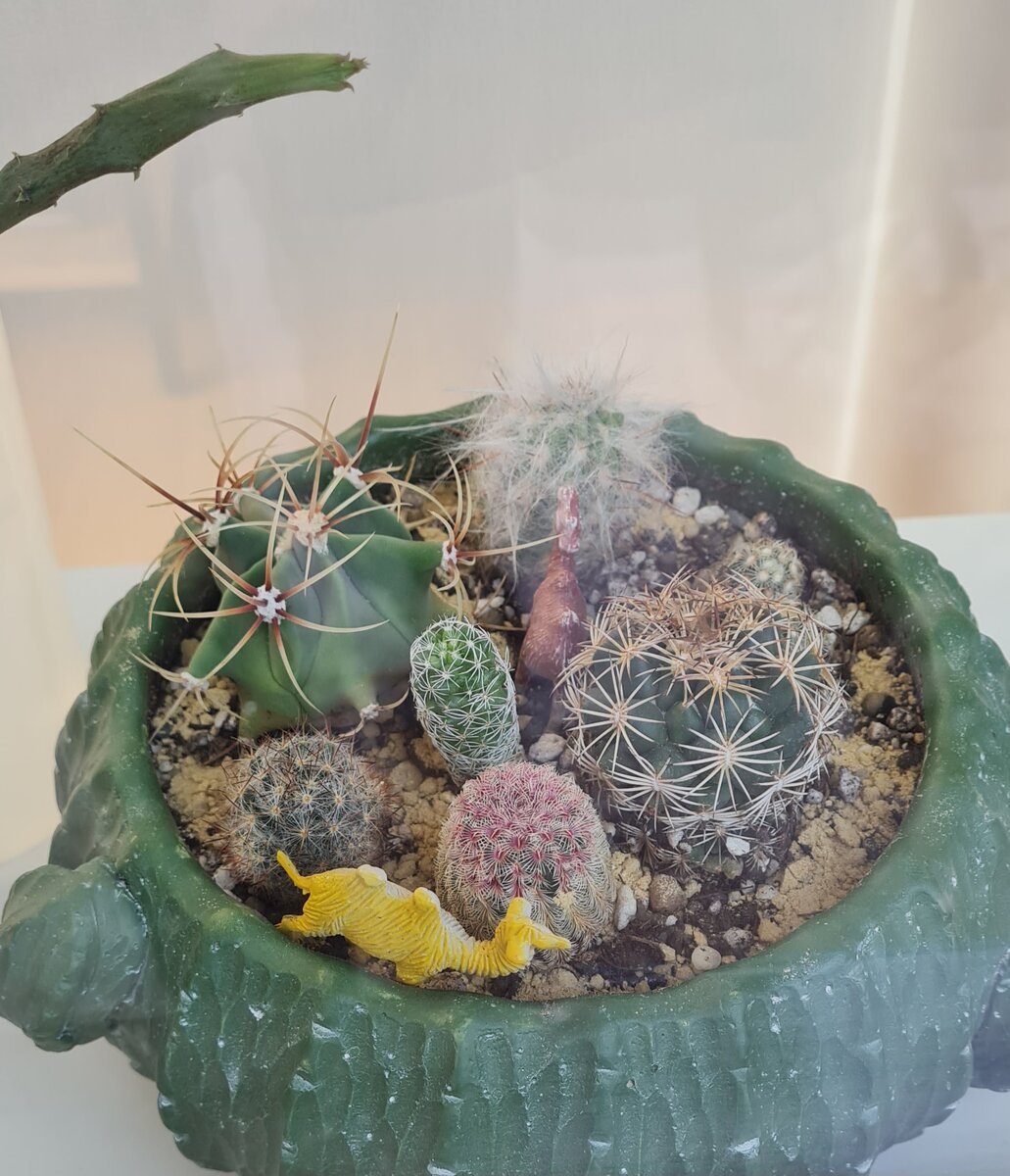 Садик из кактусов