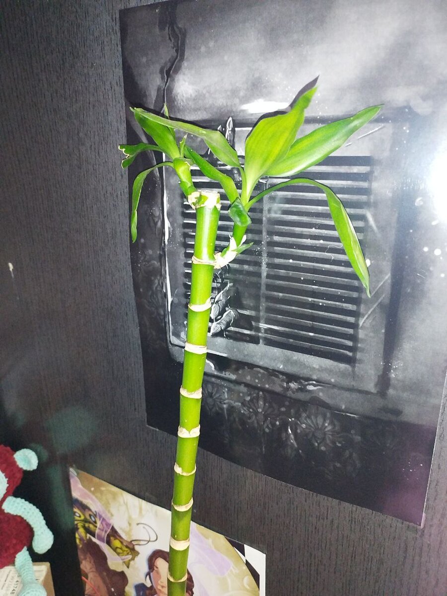 Знакомьтесь это Валера!