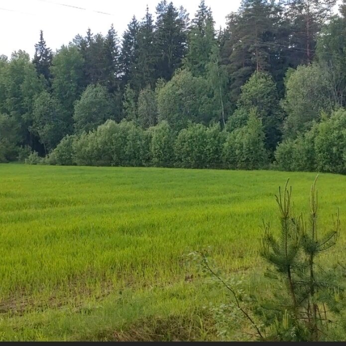 Дорога на дачу.