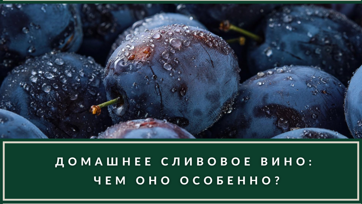 Сливовое вино – как сделать в домашних условиях, осветлить?