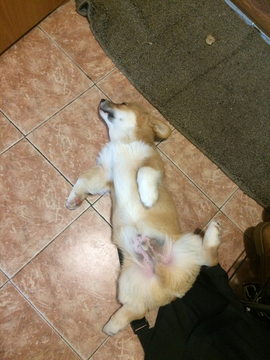 Саймон корги щенок