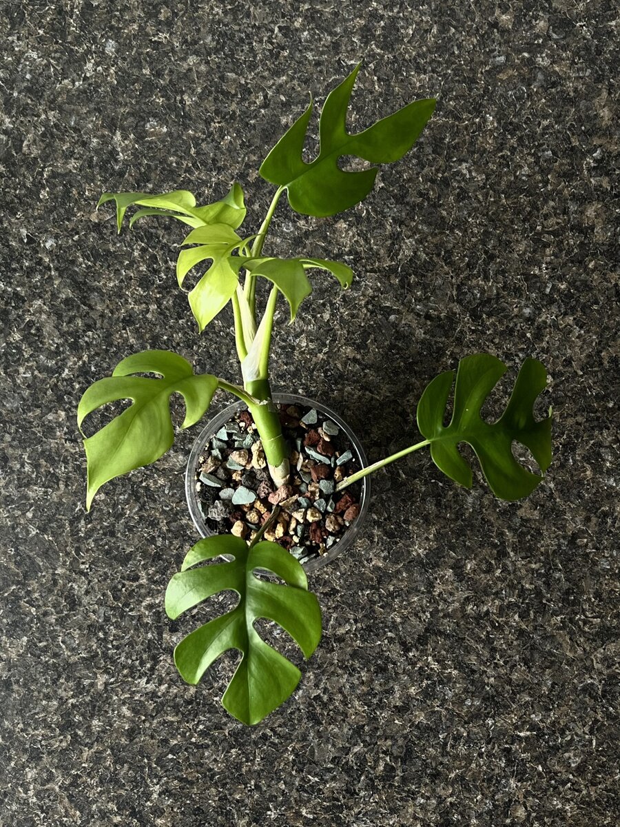 Моя рафидофора сейчас. Фото автора.