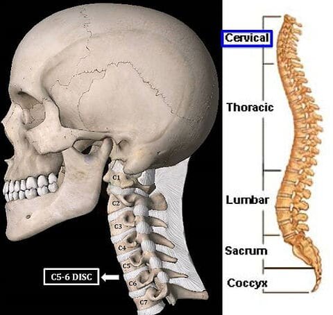 Шейный отдел позвоночника (cervical): крупным планом и в масштабе позвоночника