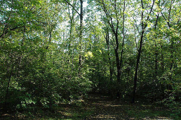 Хабаровский дендрарий. Деревья