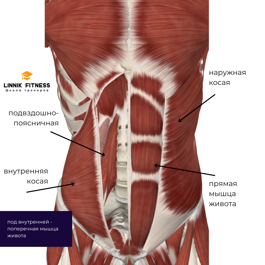 Анатомия мышц пресса | Школа тренеров Linnik Fitness | Дзен