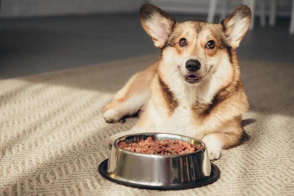 Корги и еда