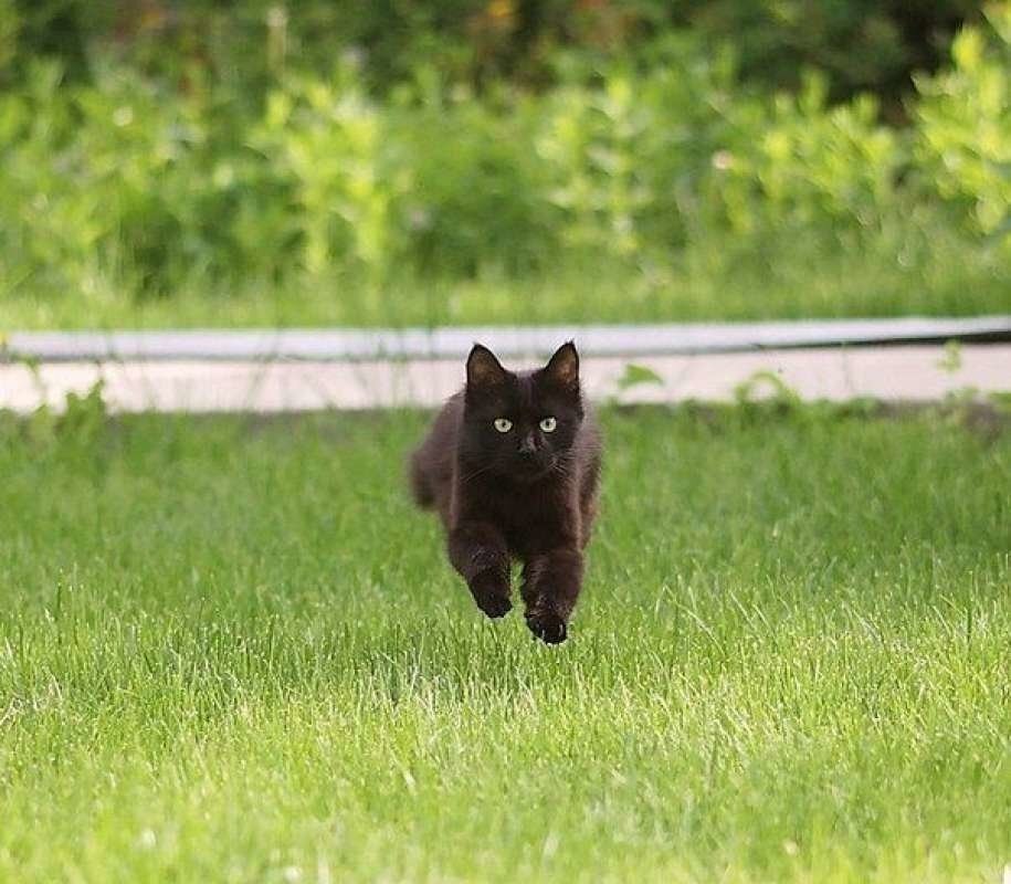 Почему котенок бегает. Кот бежит. Черный кот убегает. Котята бегают. Коты бегут.