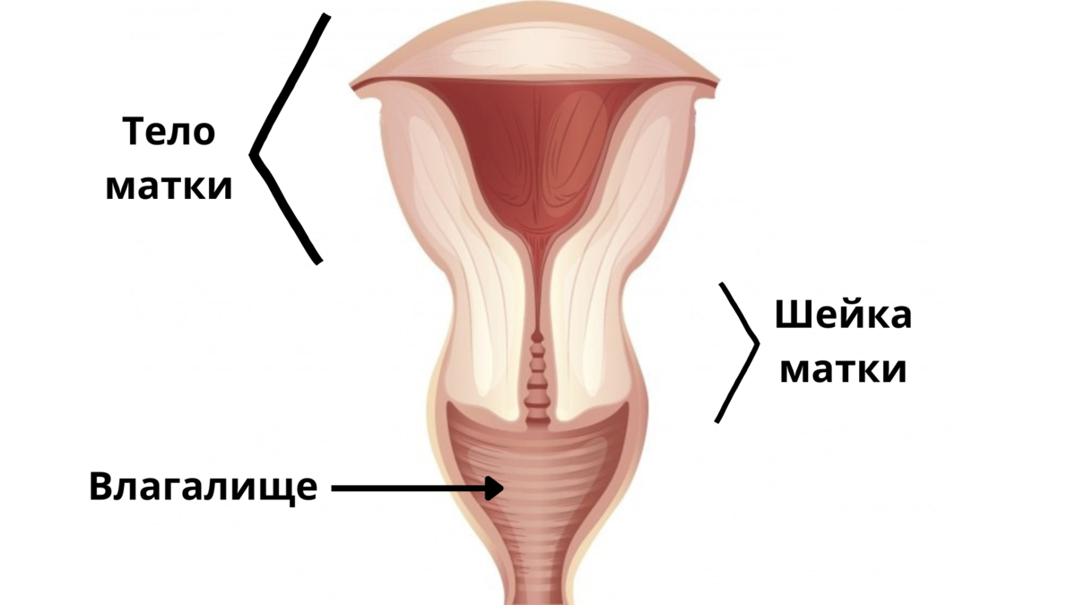 Эрозия и эктропион шейки матки