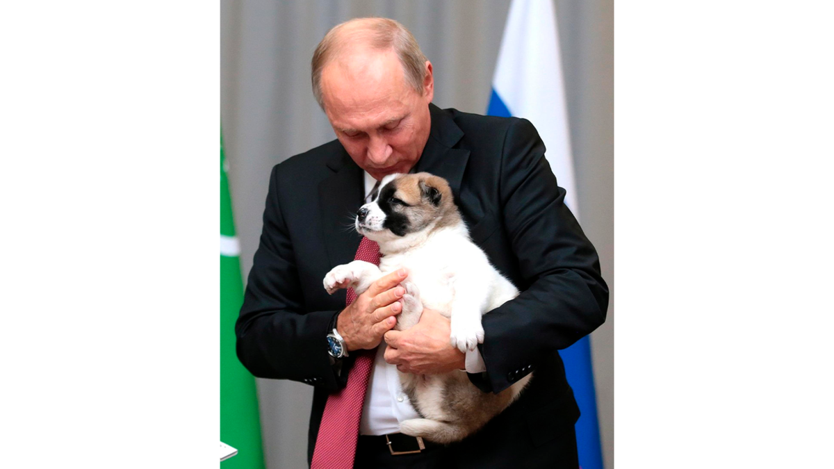 Собаки президента Путина