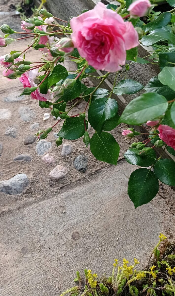 Роза 4 сезона