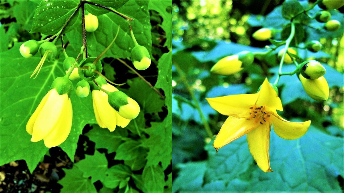 Листайте галерею для просмотра. Киренгешома.