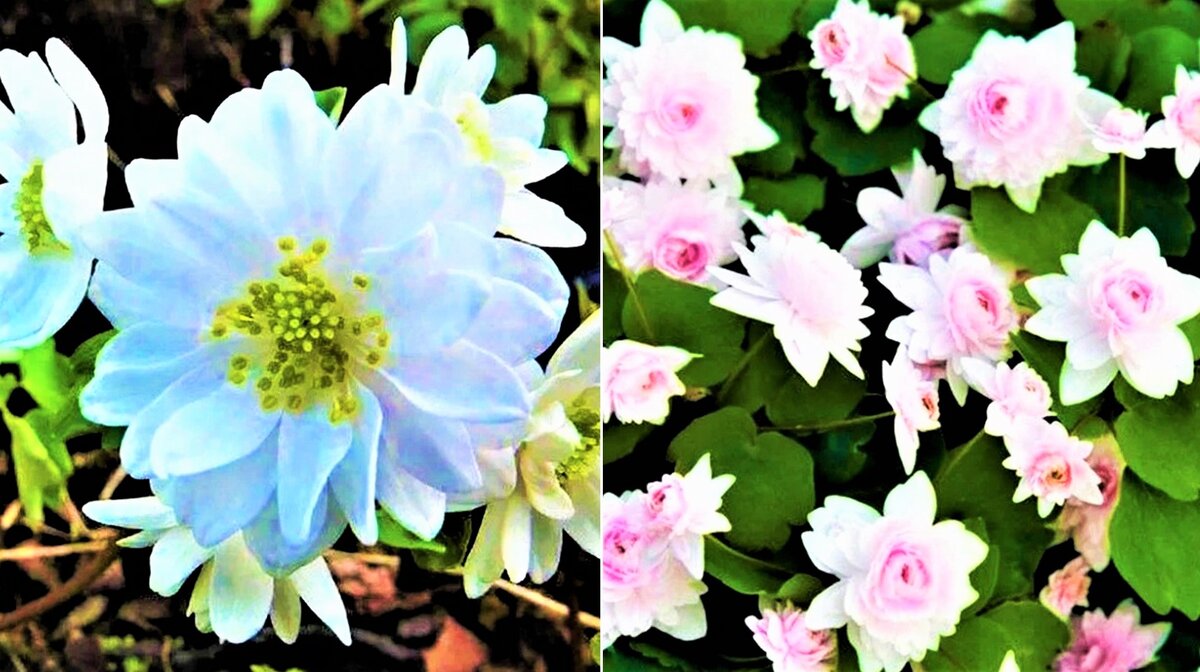 Многих садоводов интересует вопрос, какими растениями можно украсить тенистый сад. Считается, что в тени мало, что растет и тем более не может красиво цвести.-8-3