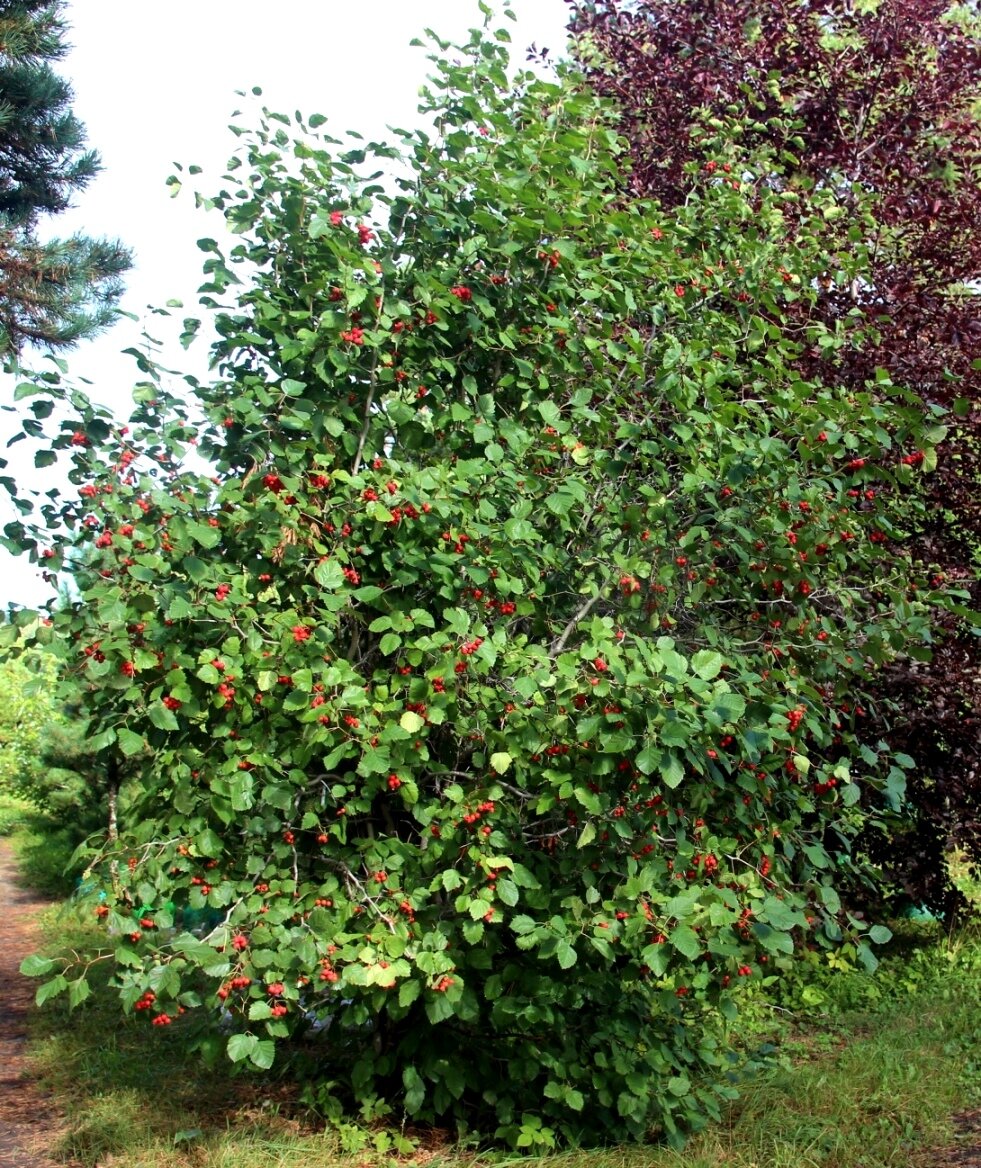 Боярышник Арнольда (Crataegus arnoldiana) | Декоративные древесные растения  для Сибири | Дзен