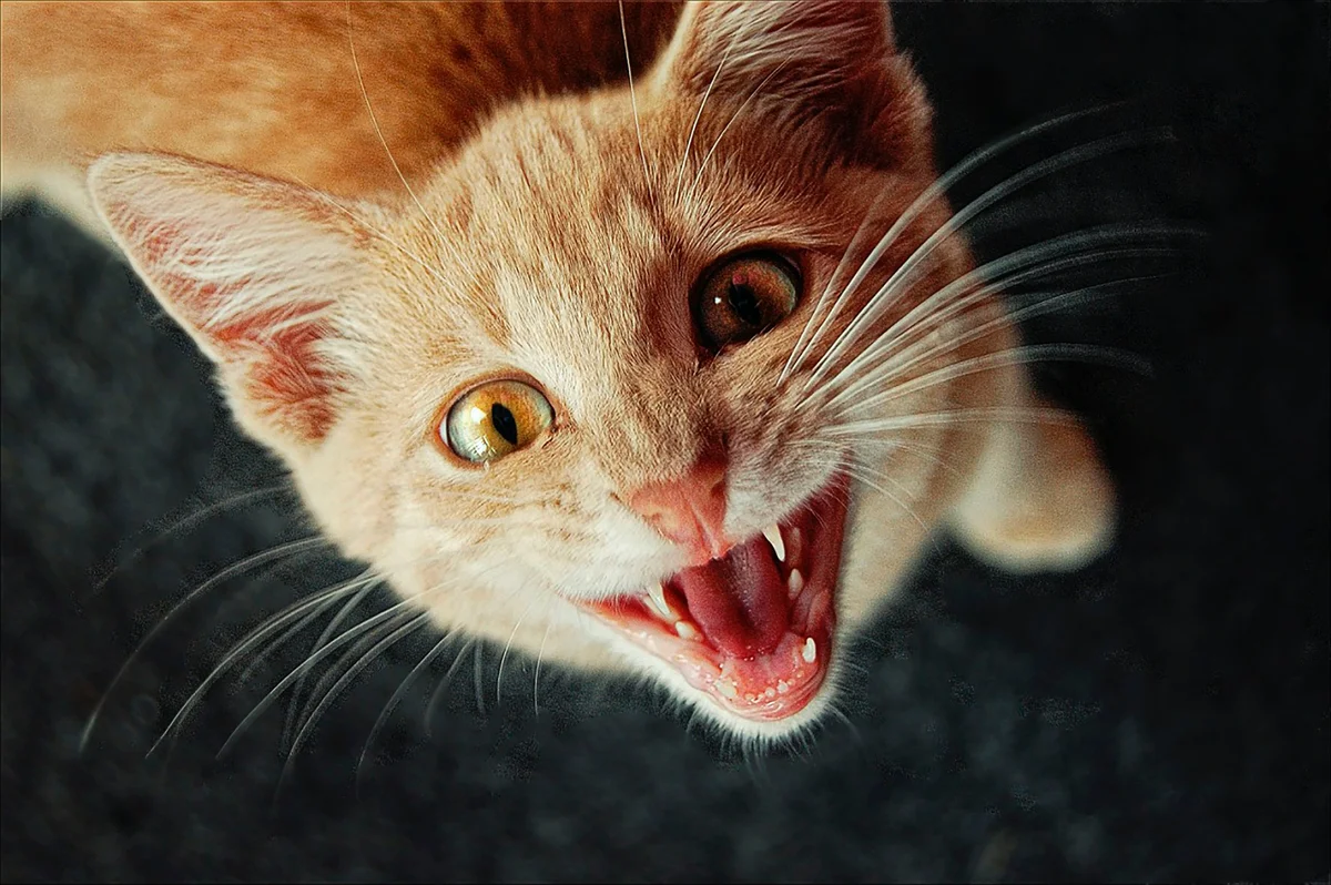 Что значит если кошка мяукает. Котенок мяукает. Рыжий кот мяукает. Киса мяукает. Кошка рыжая мяукает.