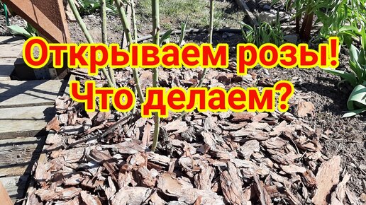 Открываем розы! Что делаем?