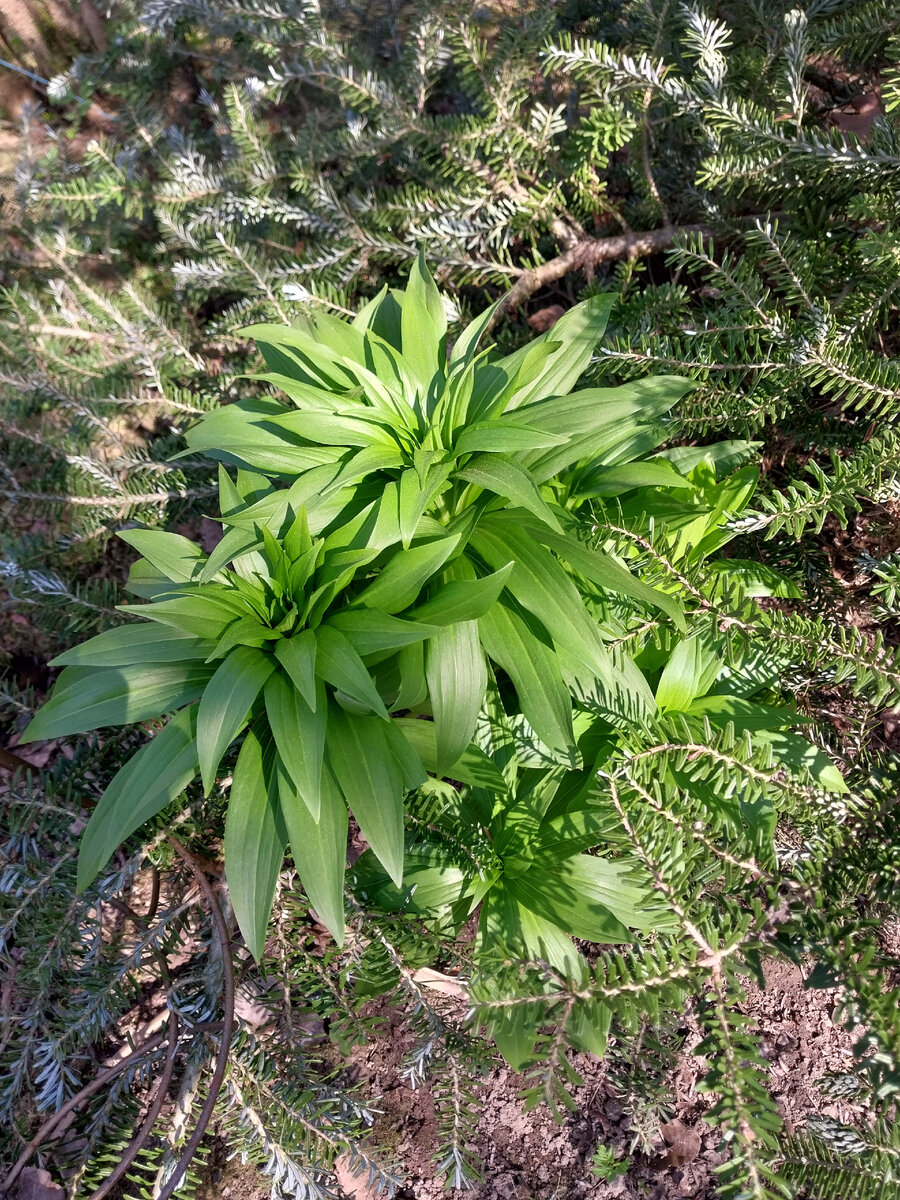 Мои мартагоны