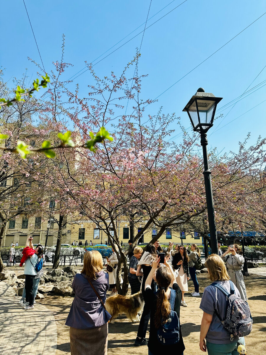 Сакура на Литейном в 2023 году