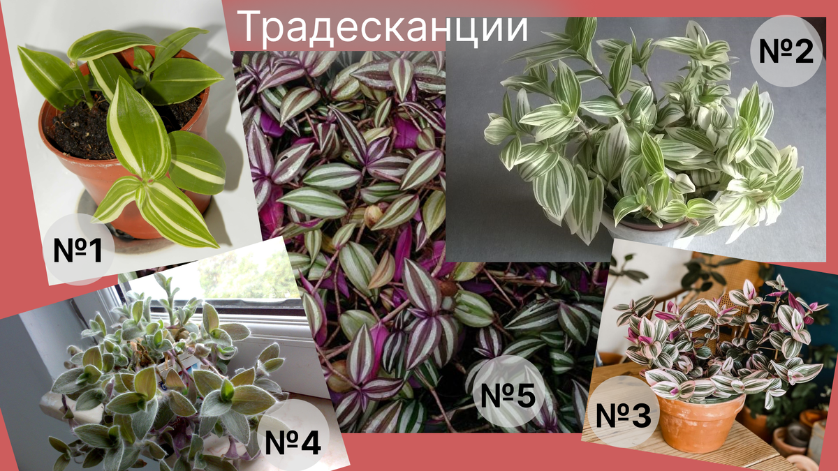 Виды традесканций