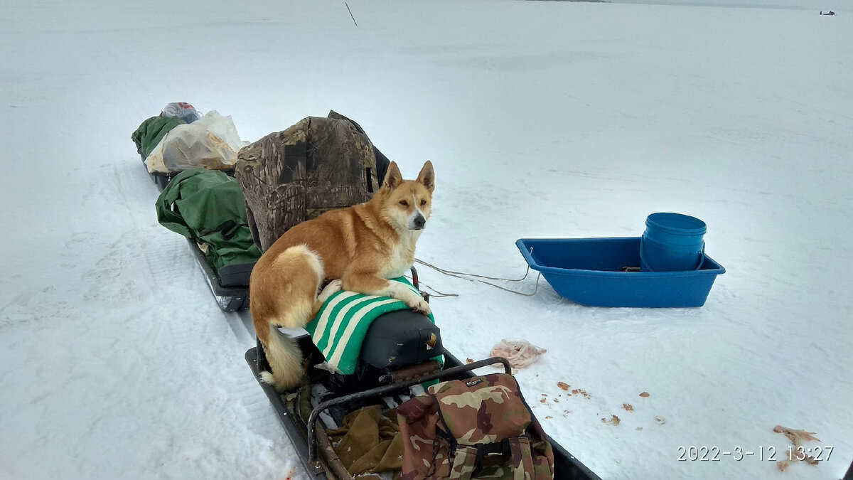 Хатико отличается бесстрашным характером
