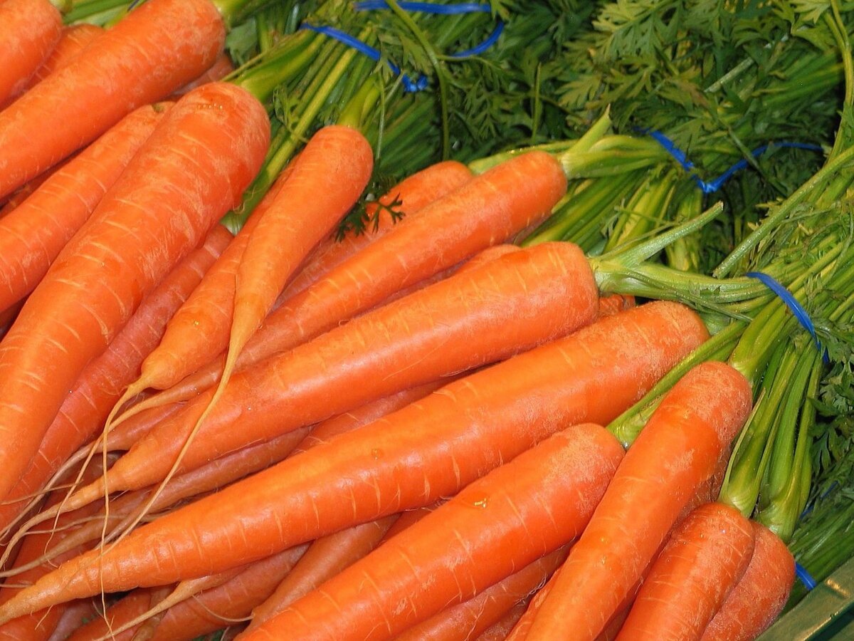 Когда сеять корнеплоды: морковь, свеклу, редис