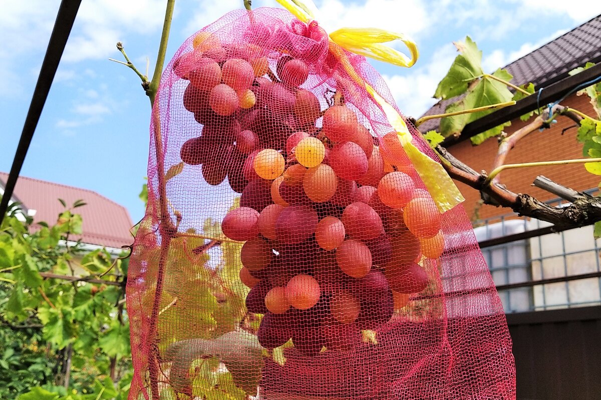 Спеющий виноград в сетке от ос и воробьев.
