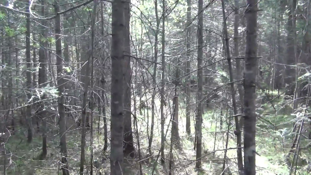 РЫБАЛКА ТАЙГА Утро 10-й день в тайге КРАСИВЫЕ ПЕЙЗАЖИ ТАЙГИ ПОДЛЕСОК - (смотрите на видео внизу статьи)