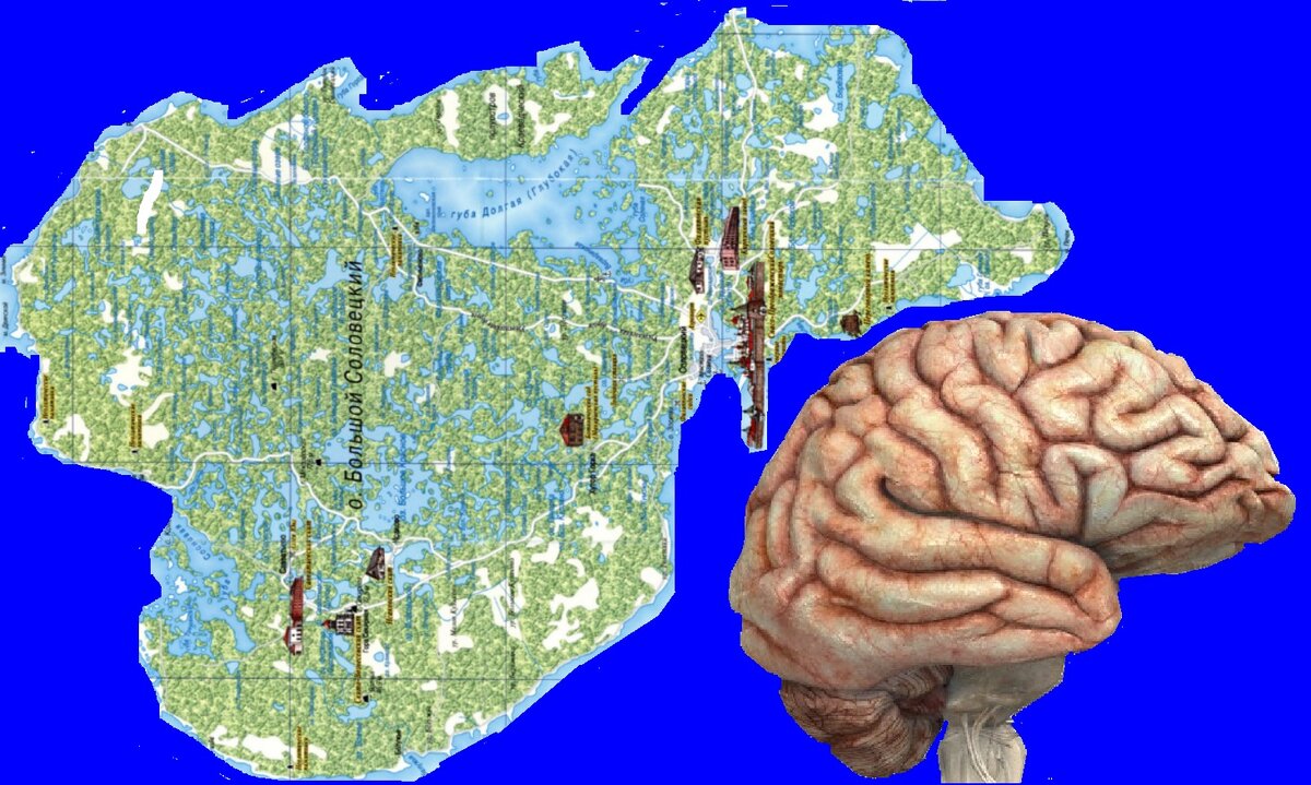 Канально-озёрные системы Соловецкого архипелага напоминают нейронную сеть мозга!