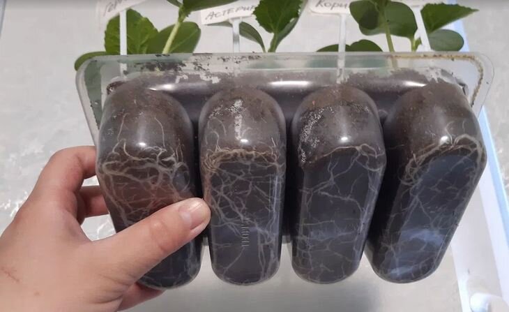    Высадка рассады овощных культур в открытый грунт: пошаговое руководство