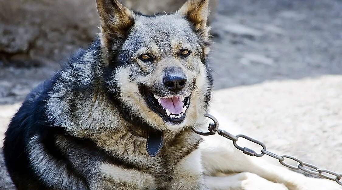 В иллюстративных целях)