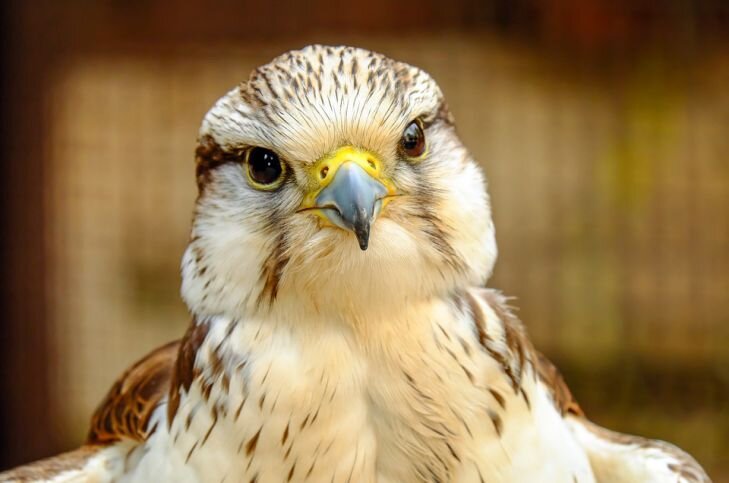 Фото: Pixabay
