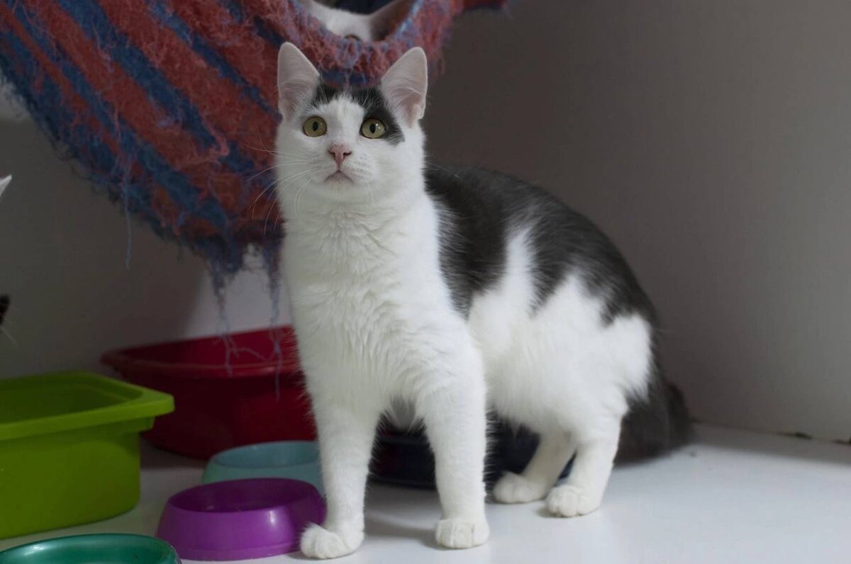 Нежный добряк Чубчик очень тянется и к человеку, и к другим хвостикам 🖤