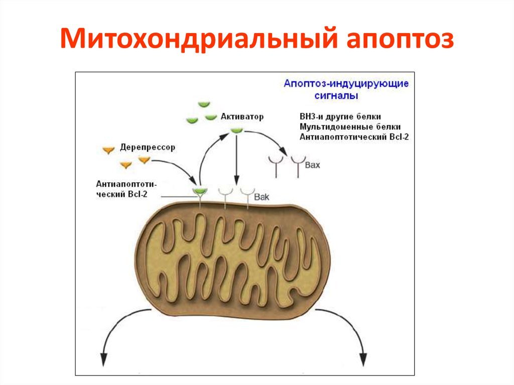 Биосинтез белка митохондрии