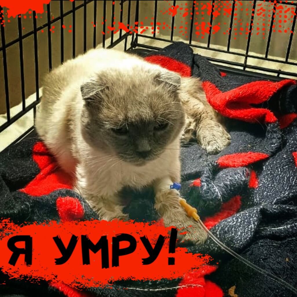 Котику конец, если не прооперировать