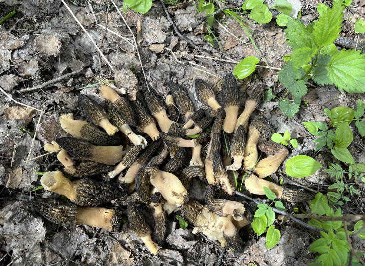 Мои грибные открытия весеннего сезона 2023