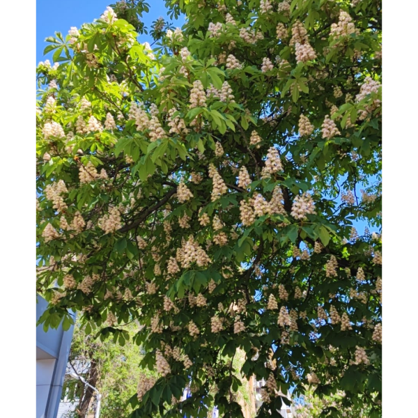 Галерея " Город в цветущих каштанах" Листай!