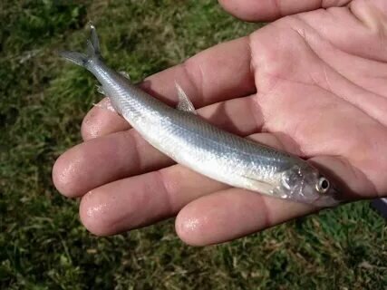 Фото с сайта: https://avatars.mds.yandex.net