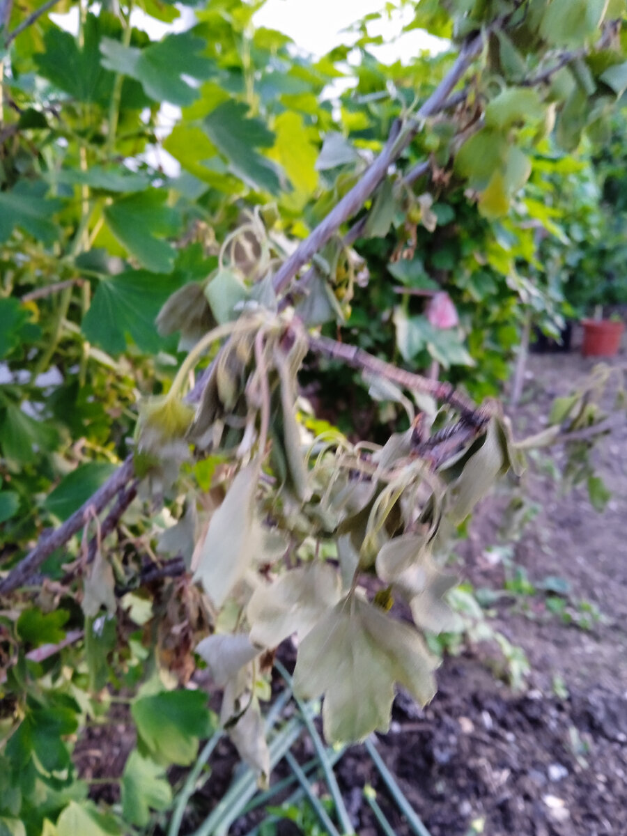 Сохнут листья на смородине