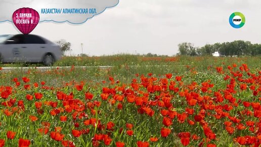 Пройти по следам снежного барса и погладить кудрявый бок верблюда: пять причин посетить Алматинскую область