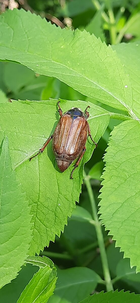 Симпатичный