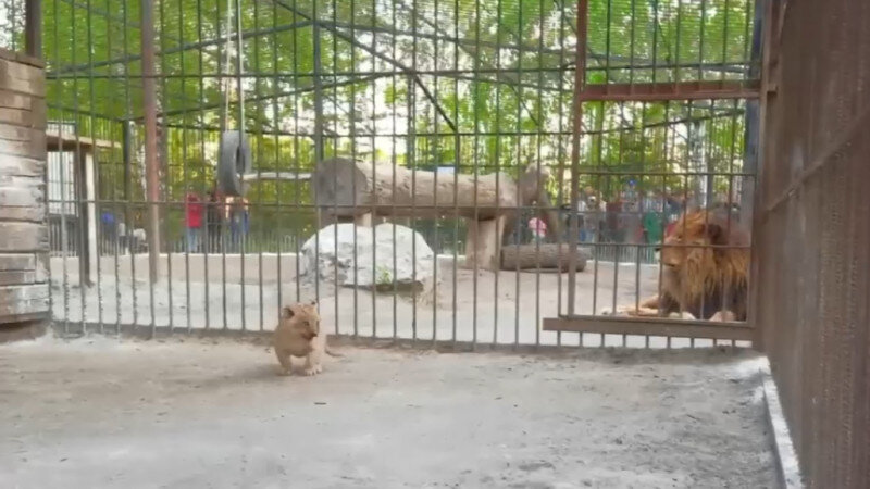     Львенок. "Лесная сказка"