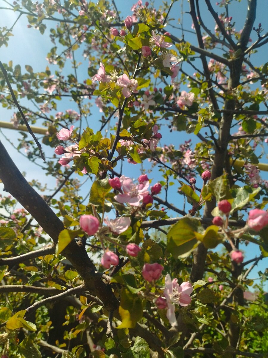 Яблоня 2023 года