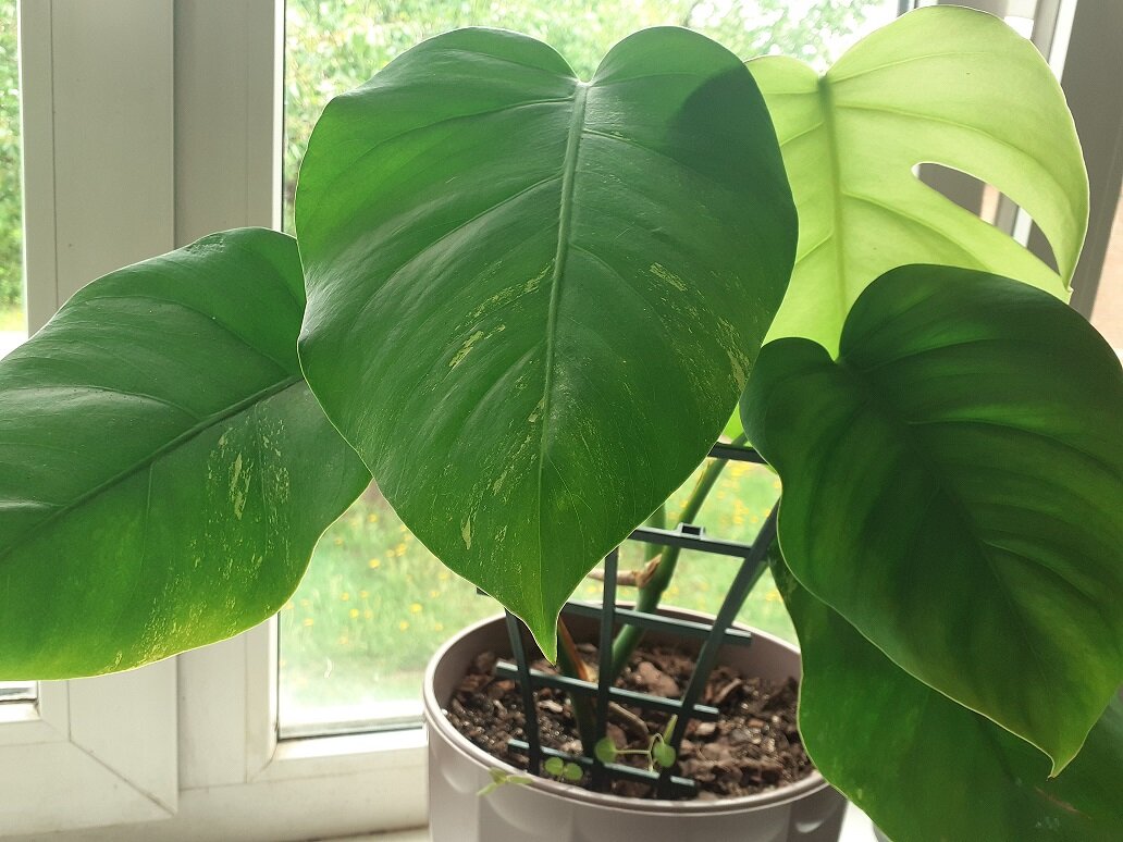 Вот она, героиня моего рассказа. та, с которой готова была плакать и я...