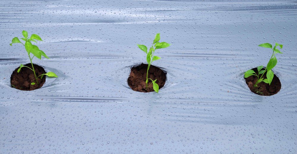 ShutterStock/Fotodom.ru