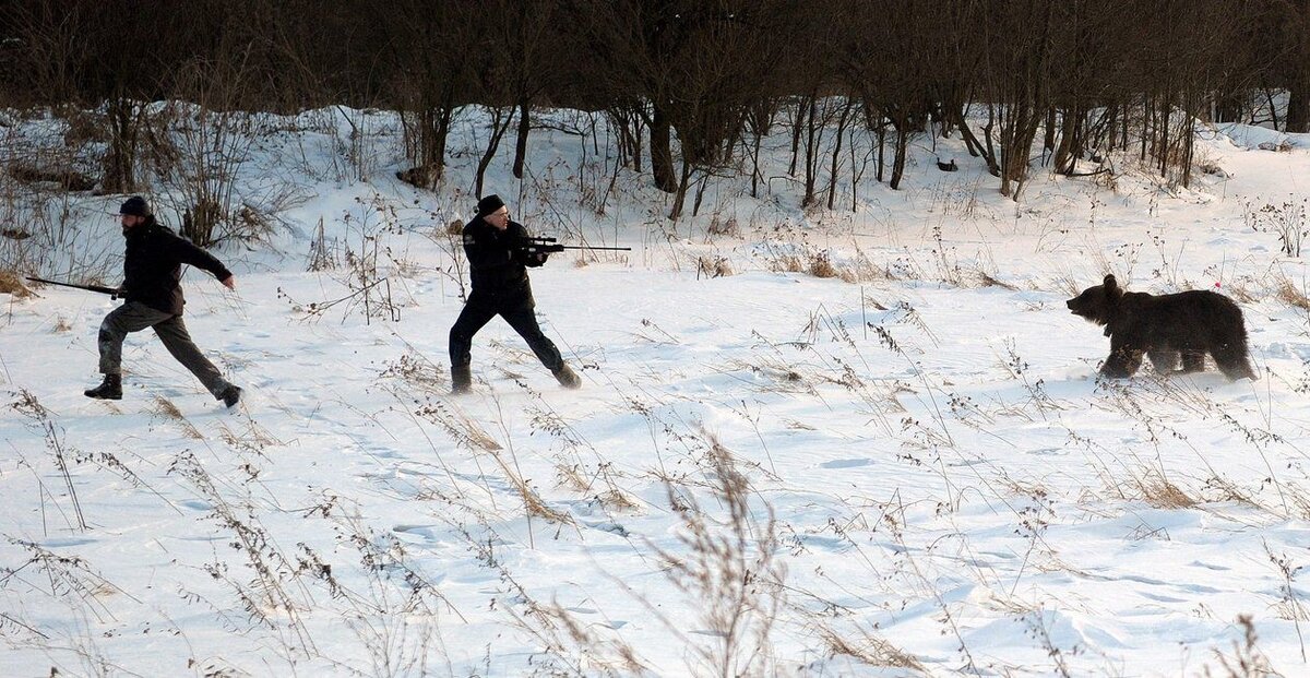 Медведь в походе