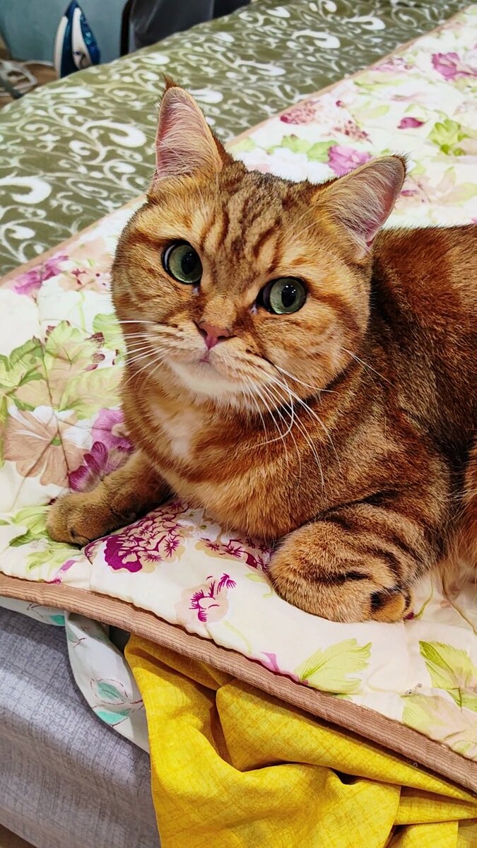 Не вздумай включать Соловьева! Я смотрю дискавери.