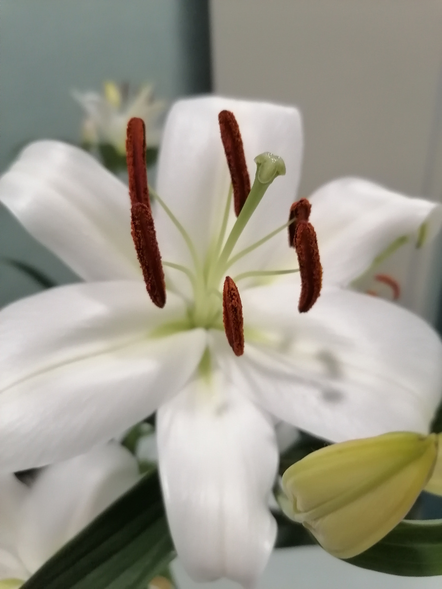 Моя прелесть