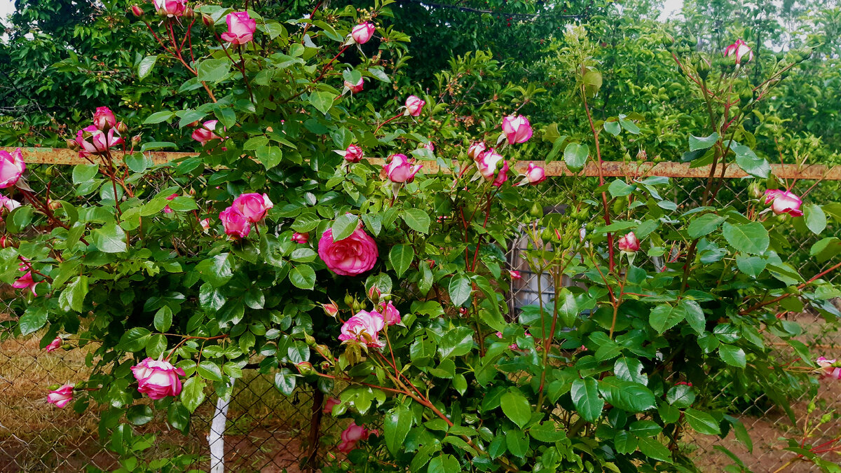 Плетистая роза (Фото автора 23.05.2023 года)